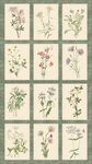 Botanical Journal The Smithsonian Institution Panel 24"x42" R650862P Multi.
