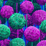 Florescence by Sam Wilde for Free Spirit PWVE015 Allium Alcove.